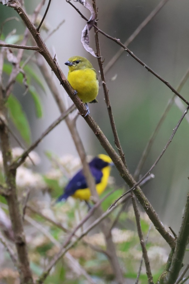 Thick-billed Euphonia - ML643906241