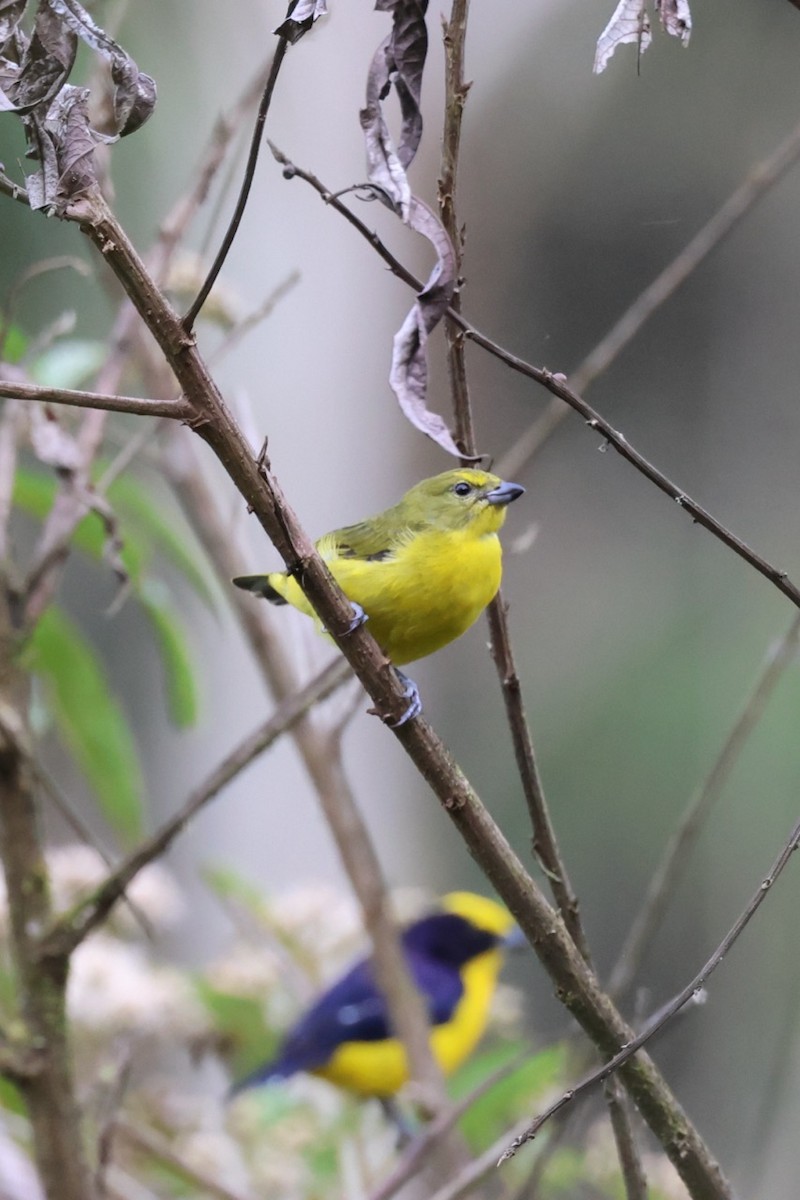 Thick-billed Euphonia - ML643906242