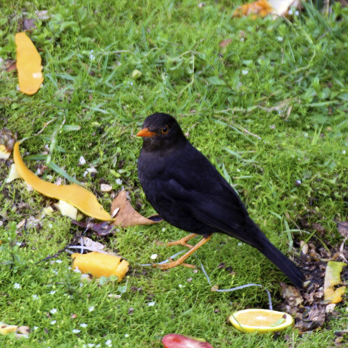 Papuan Island-Thrush - ML643906243