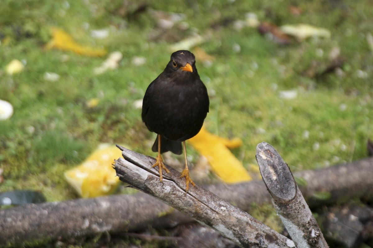 Papuan Island-Thrush - ML643906244