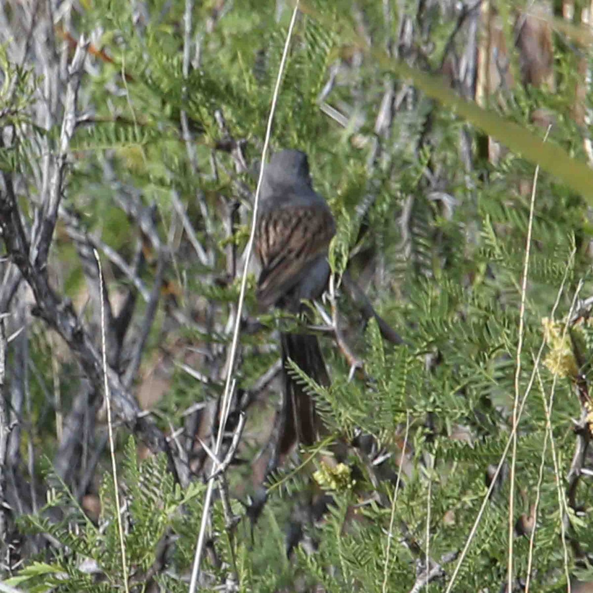 Black-chinned Sparrow - ML643906246