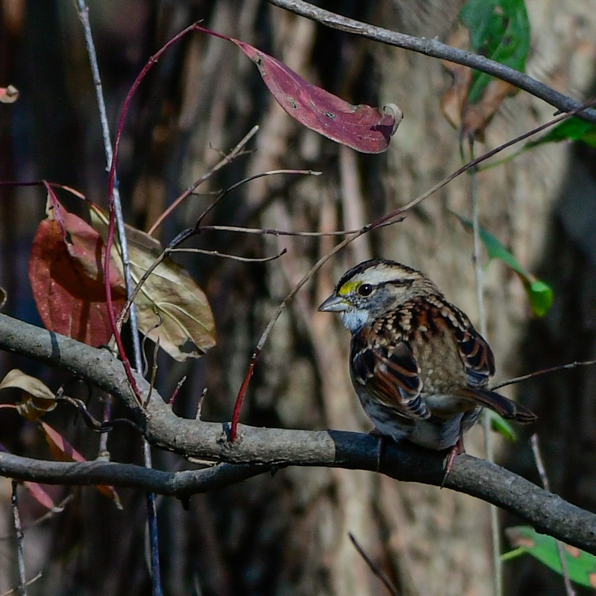 White-throated Sparrow - ML643906247