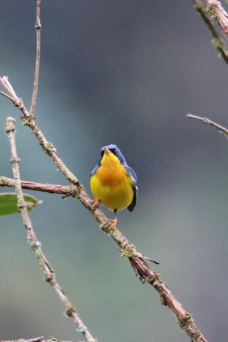Tropical Parula - ML643906252