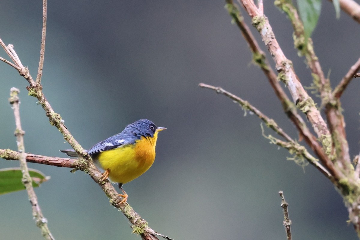 Tropical Parula - ML643906253