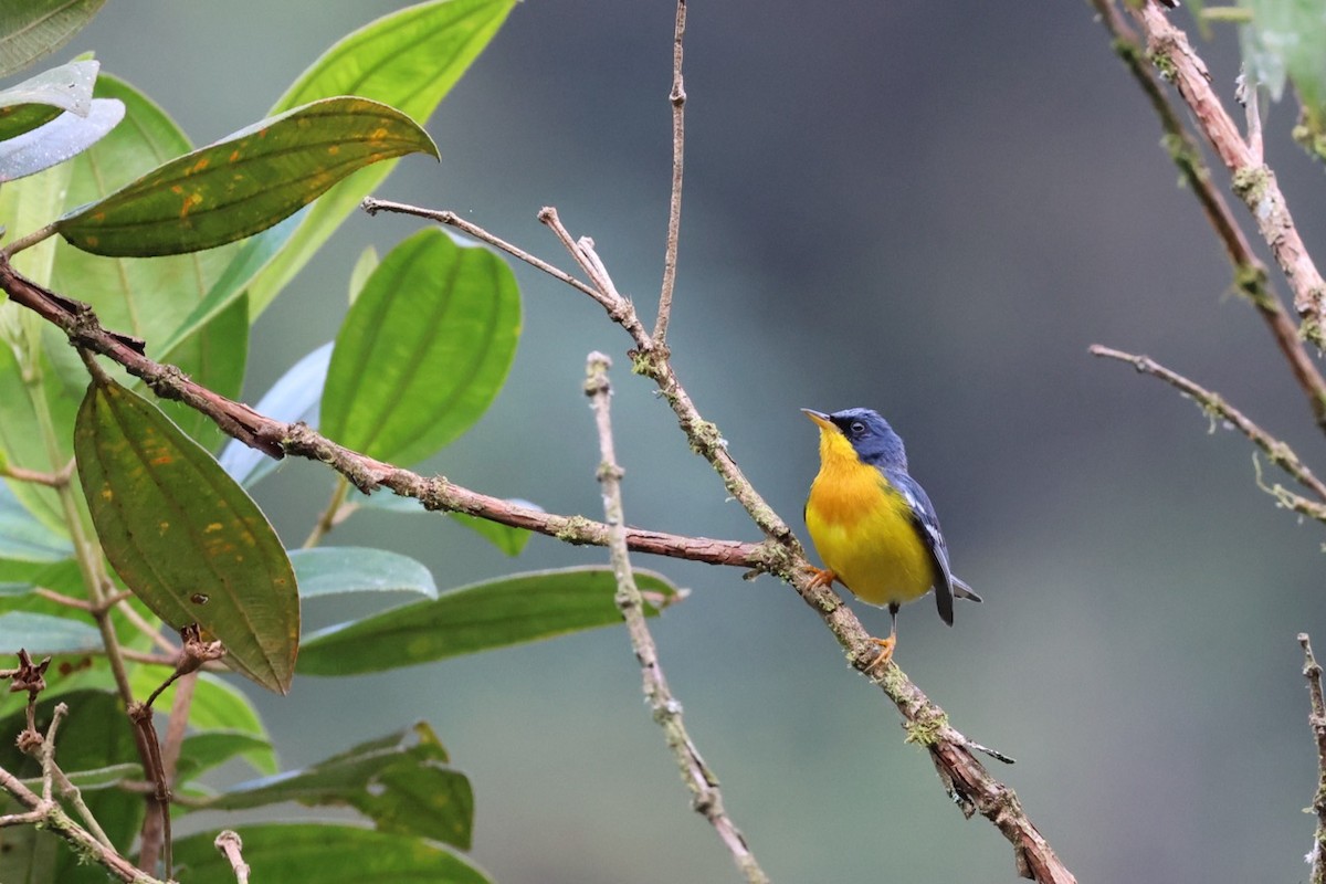 Tropical Parula - ML643906254