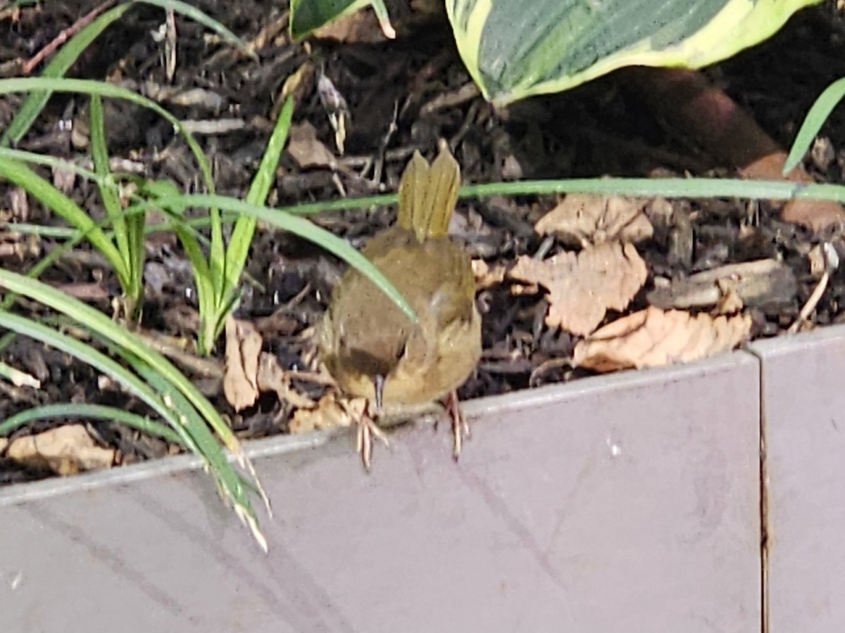 Common Yellowthroat - ML643906255