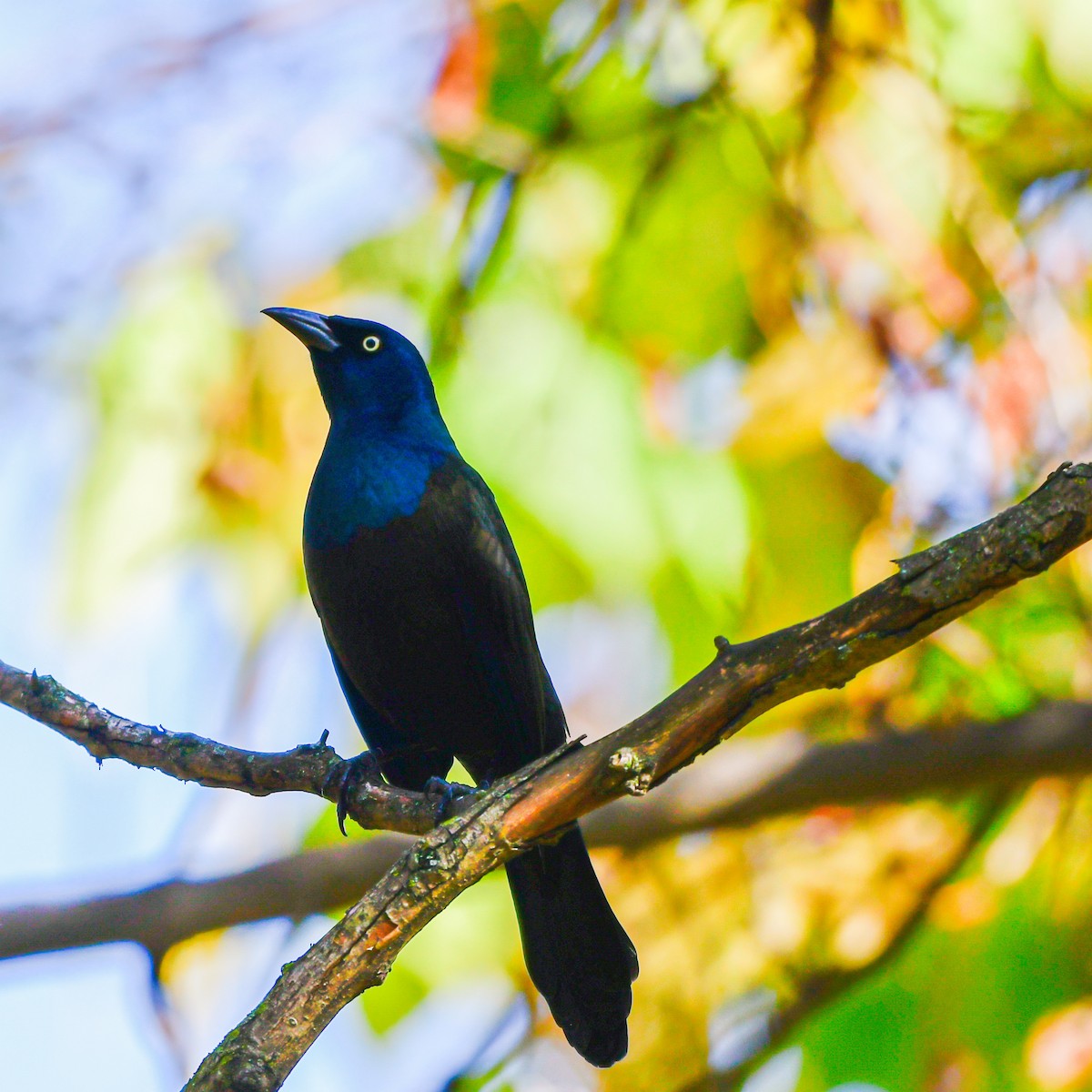 Common Grackle - ML643906257