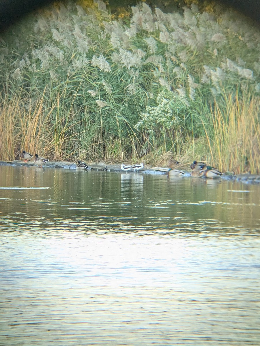 American Avocet - ML643906262