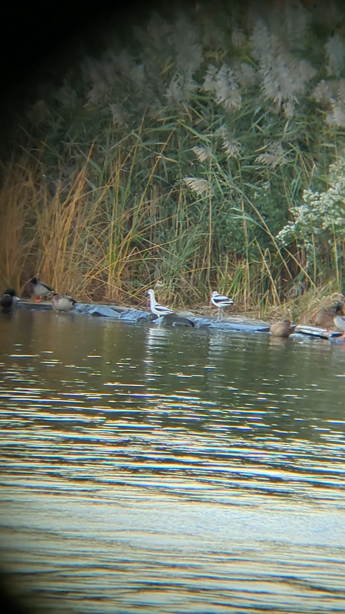 American Avocet - ML643906263