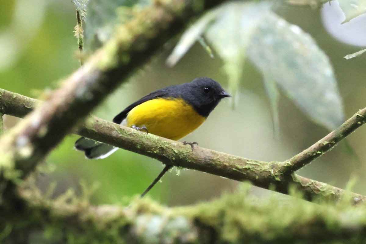 Slate-throated Redstart - ML643906264