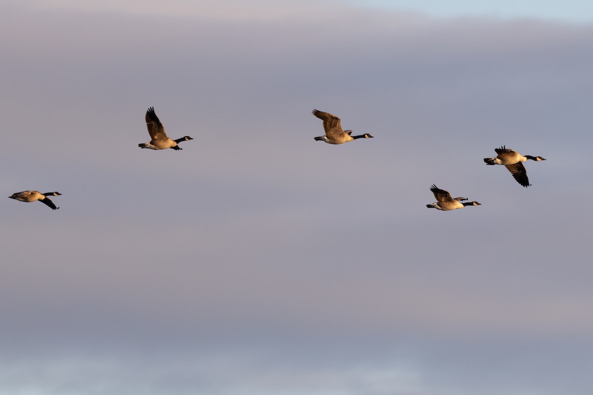 Canada Goose - ML643906273