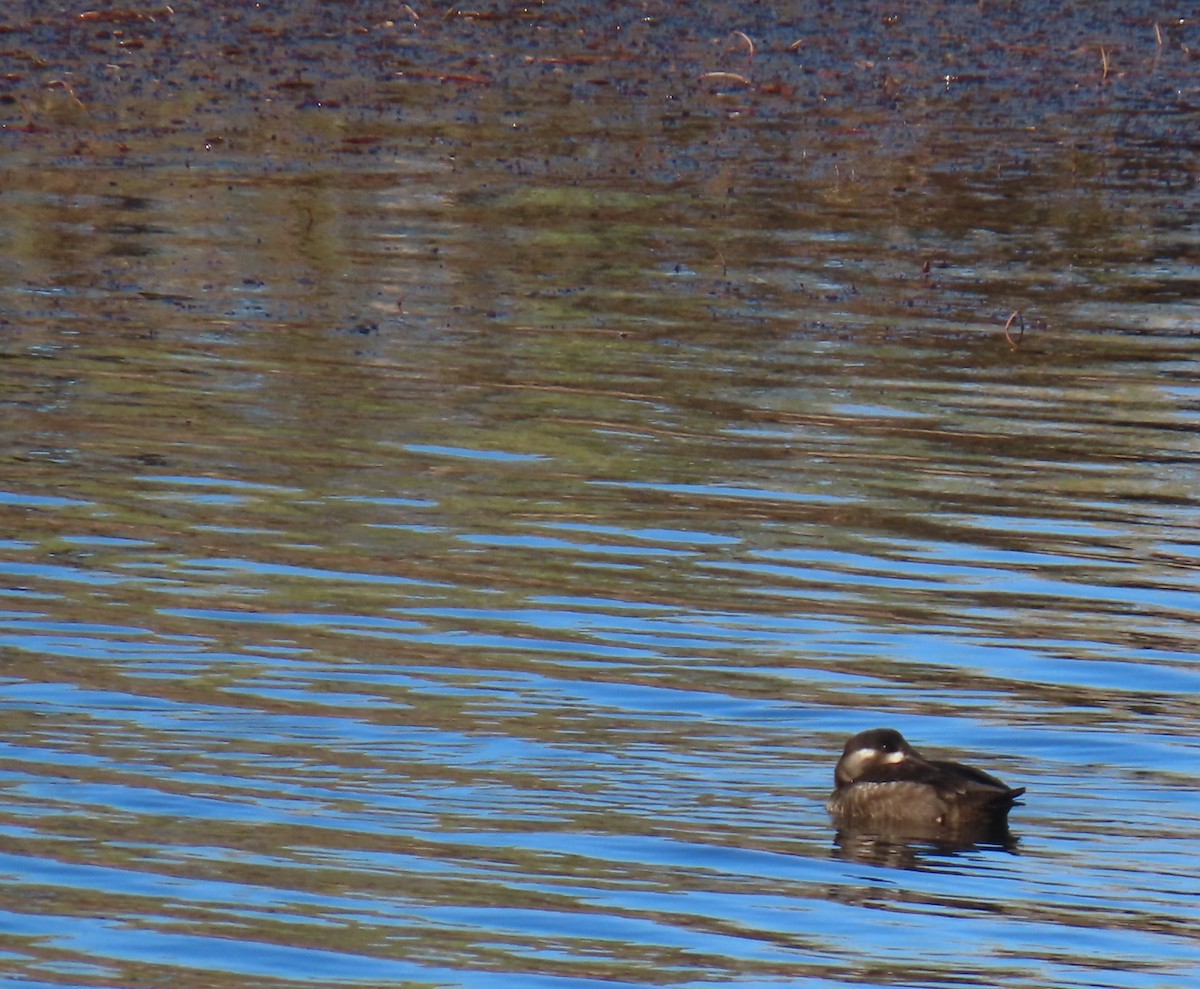 Surf Scoter - ML643906275