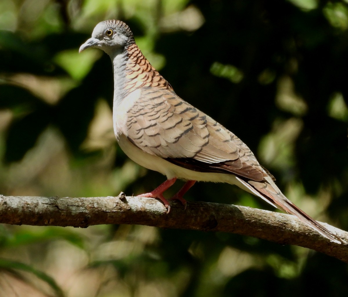 Bar-shouldered Dove - ML643906277