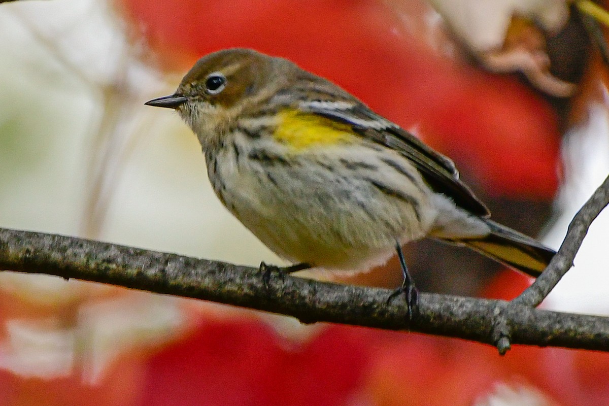 Yellow-rumped Warbler - ML643906280