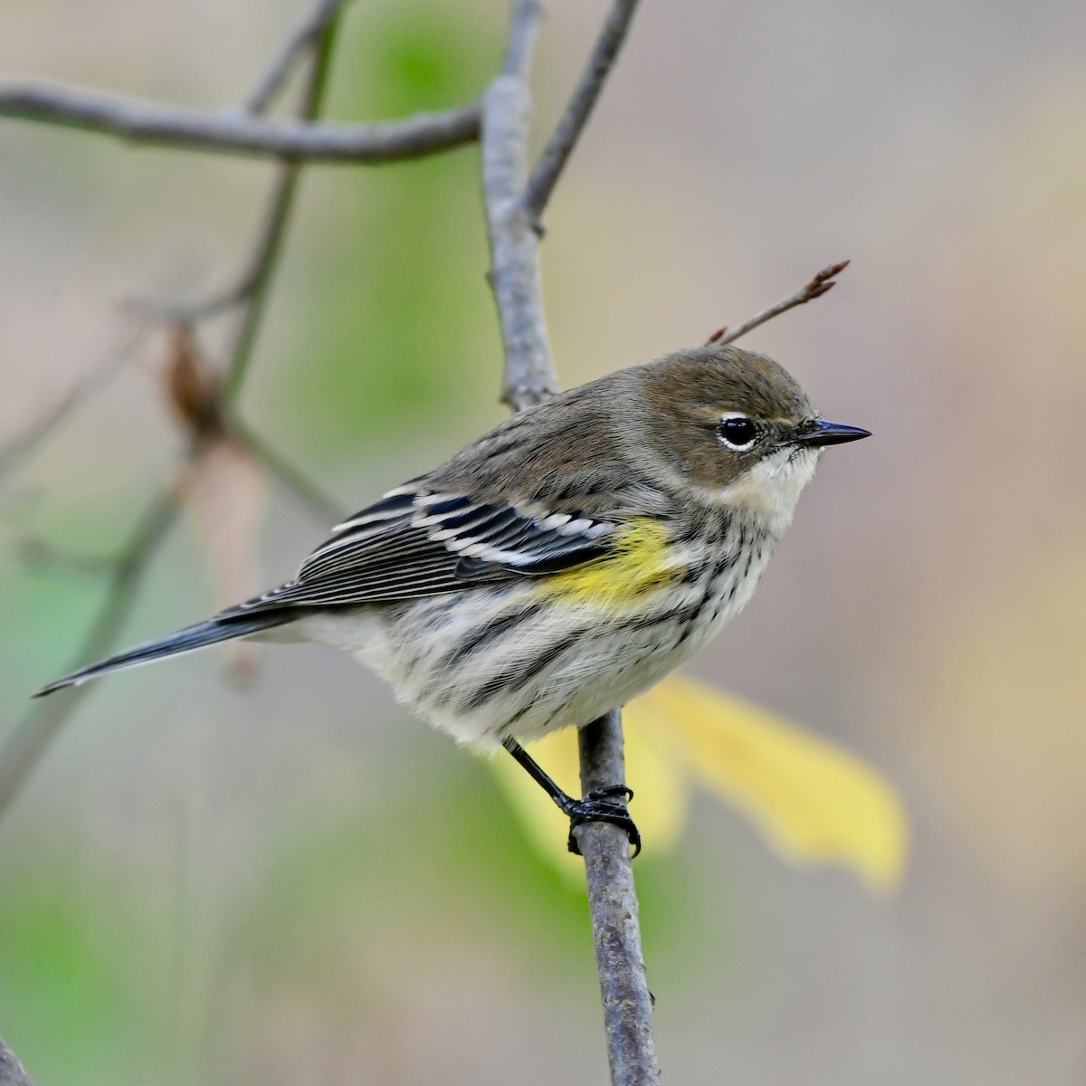 Yellow-rumped Warbler - ML643906281