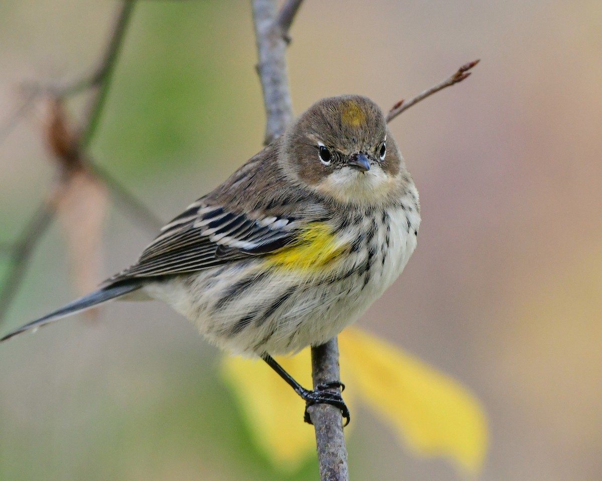 Yellow-rumped Warbler - ML643906282