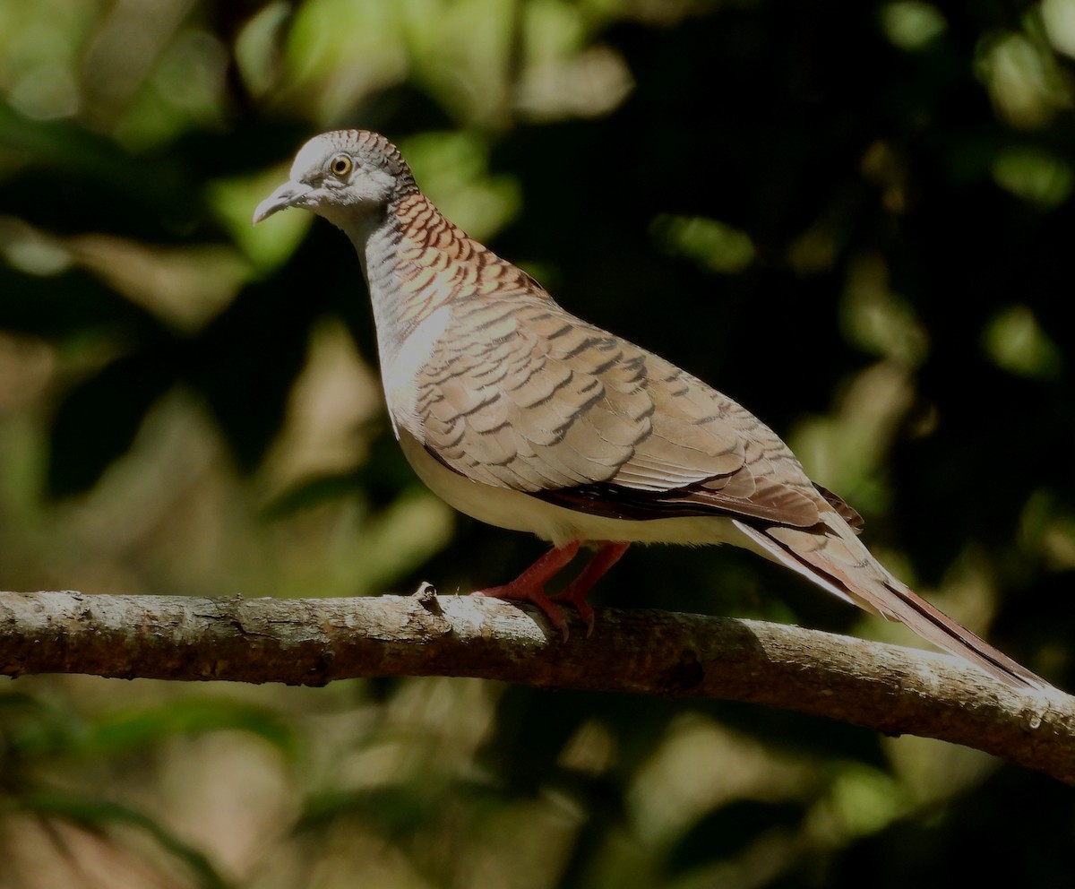 Bar-shouldered Dove - ML643906284