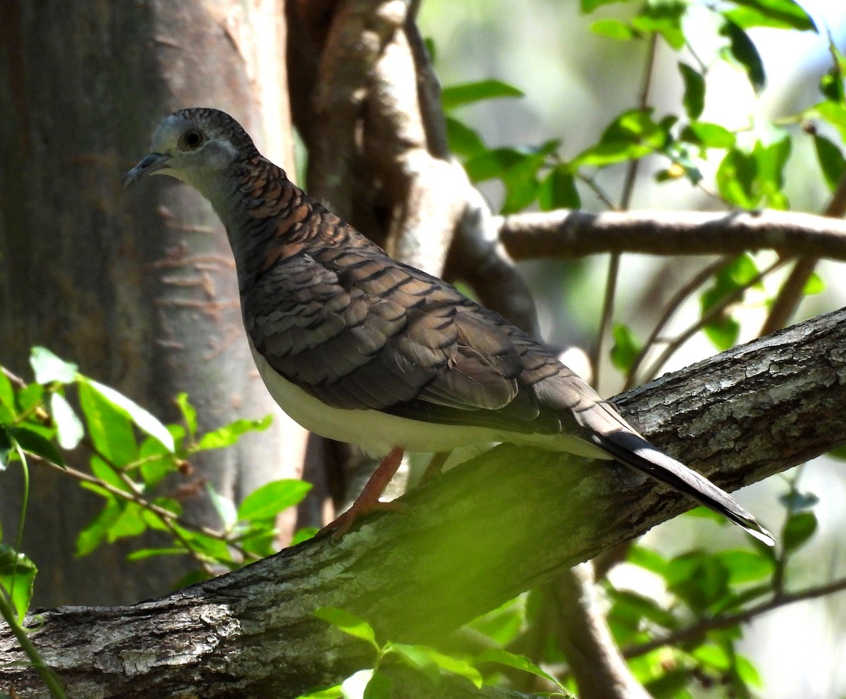 Bar-shouldered Dove - ML643906297