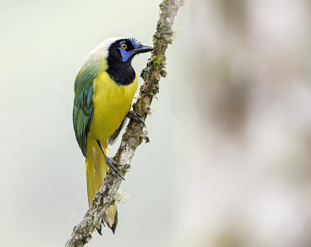 Green Jay - ML643906304
