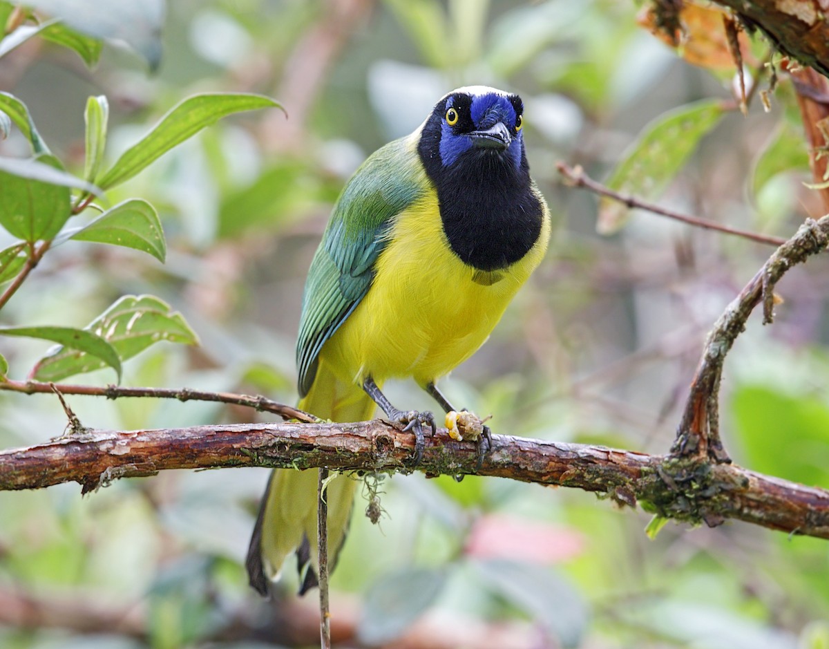 Green Jay - ML643906305