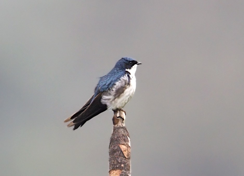 Blue-and-white Swallow - ML643906313