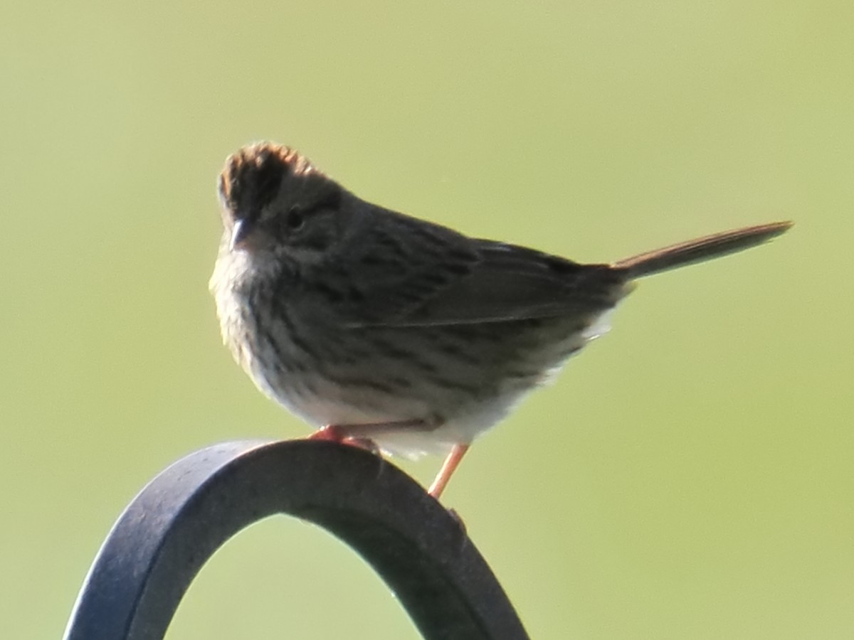 Lincoln's Sparrow - ML643906329