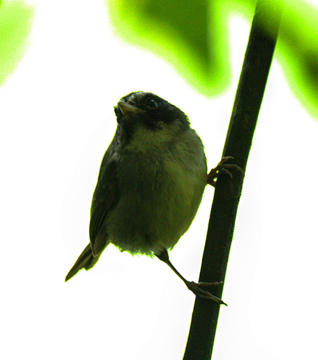 Black-cheeked Warbler - ML643906333
