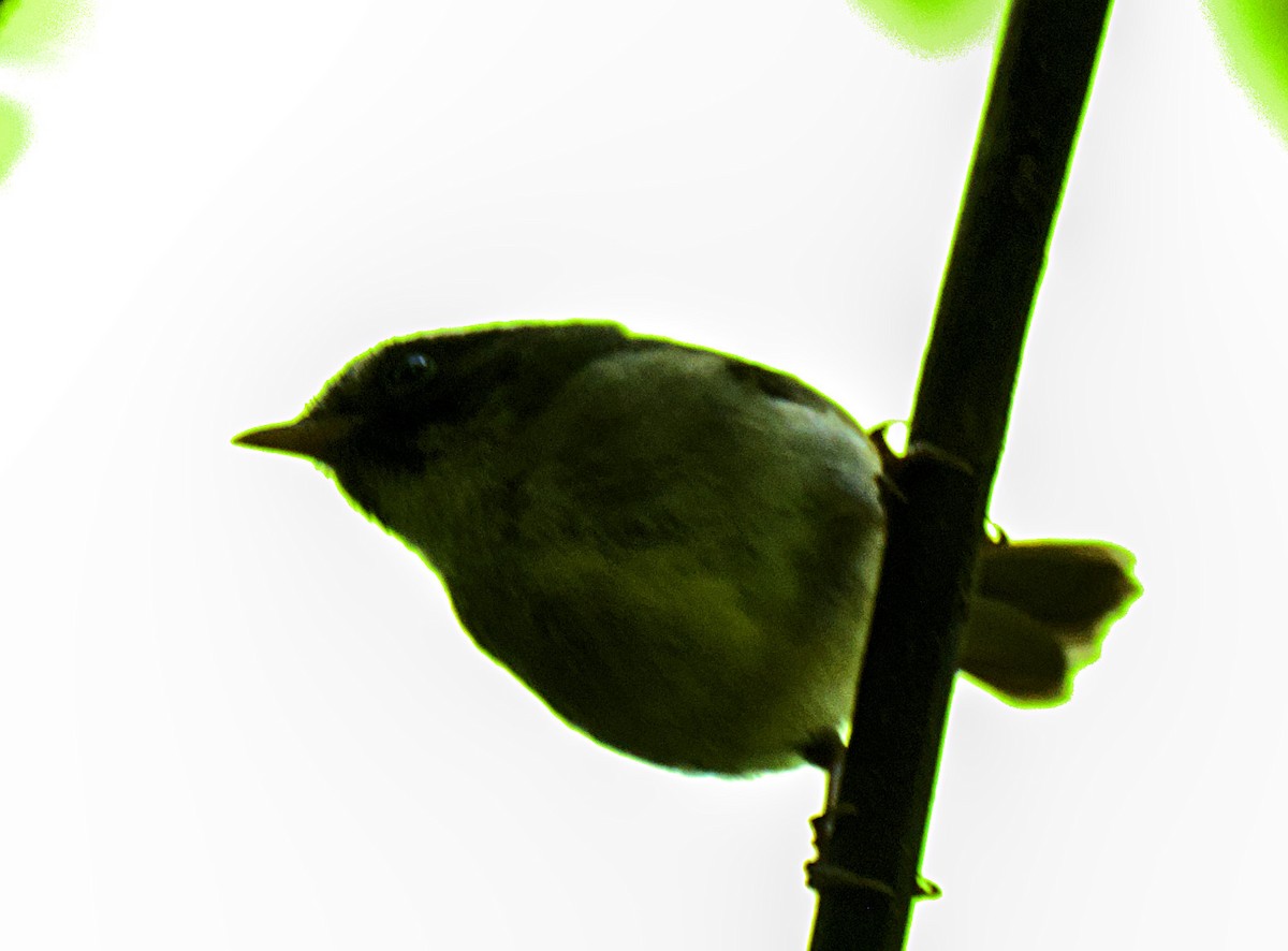 Black-cheeked Warbler - ML643906334