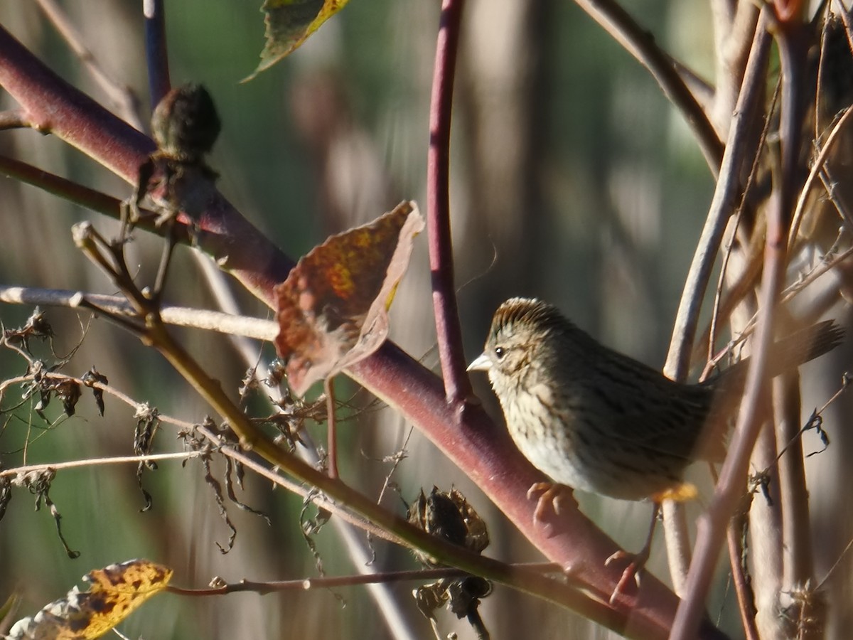 Lincoln's Sparrow - ML643906341