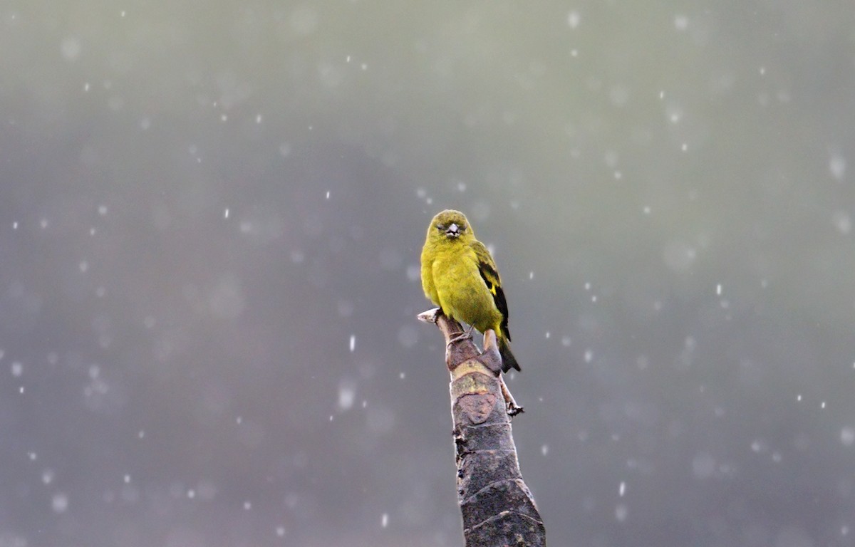 Olivaceous Siskin - ML643906344