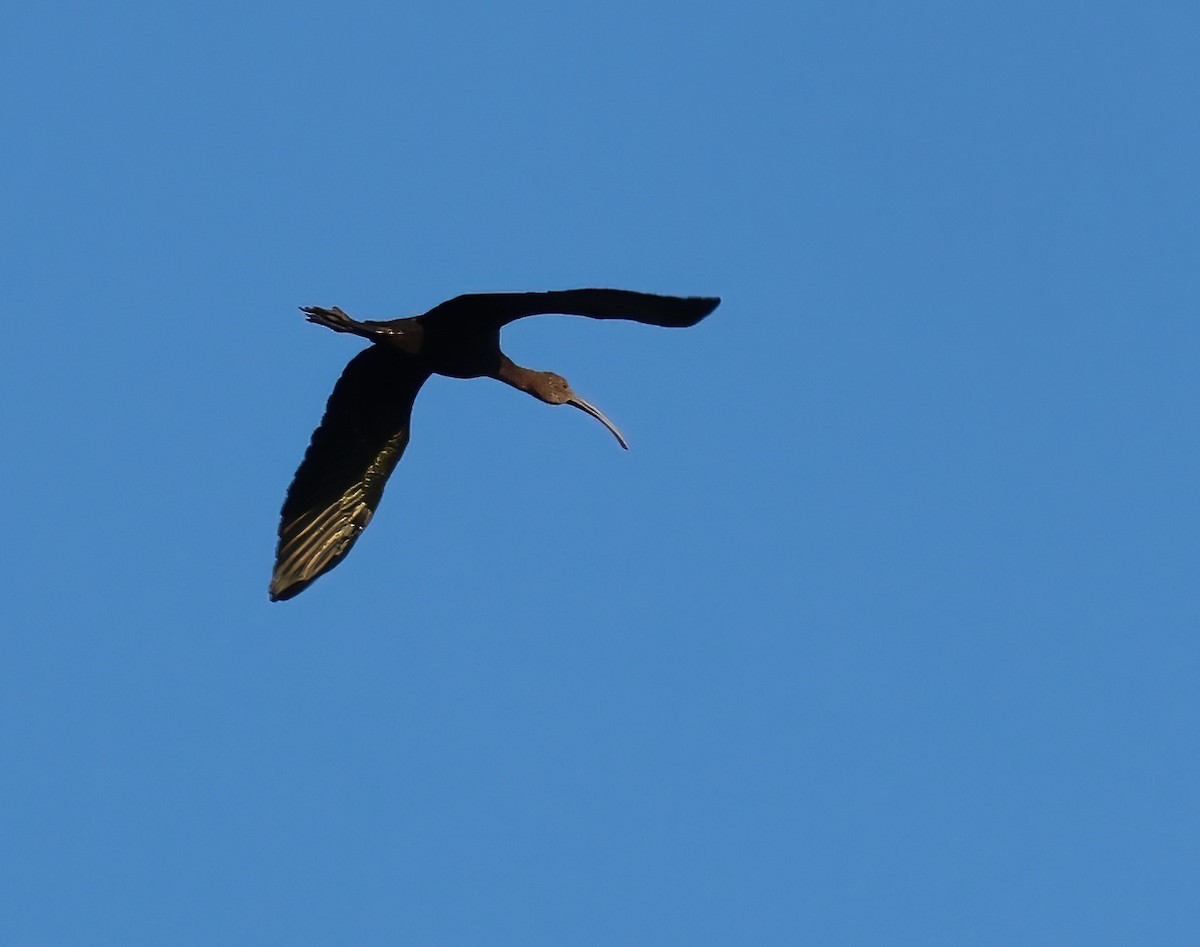 White-faced Ibis - ML643906352
