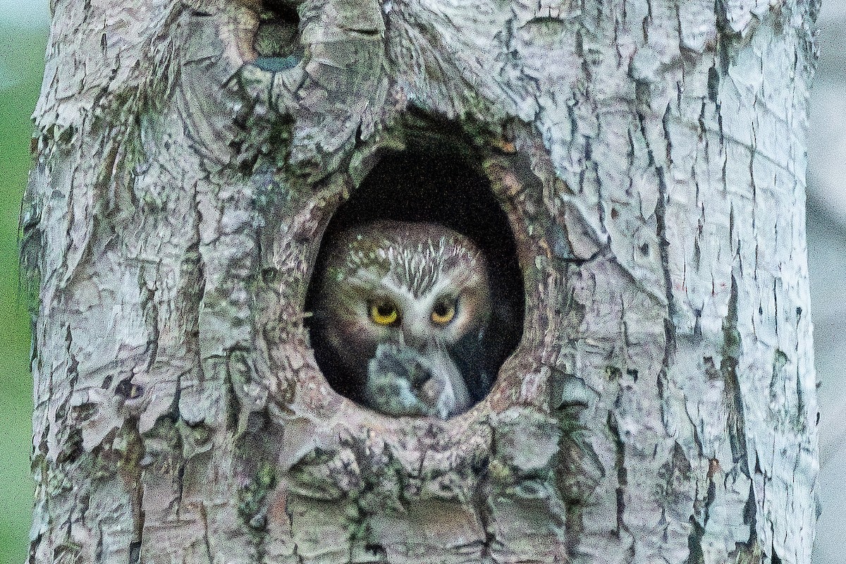 Northern Saw-whet Owl - ML643906367
