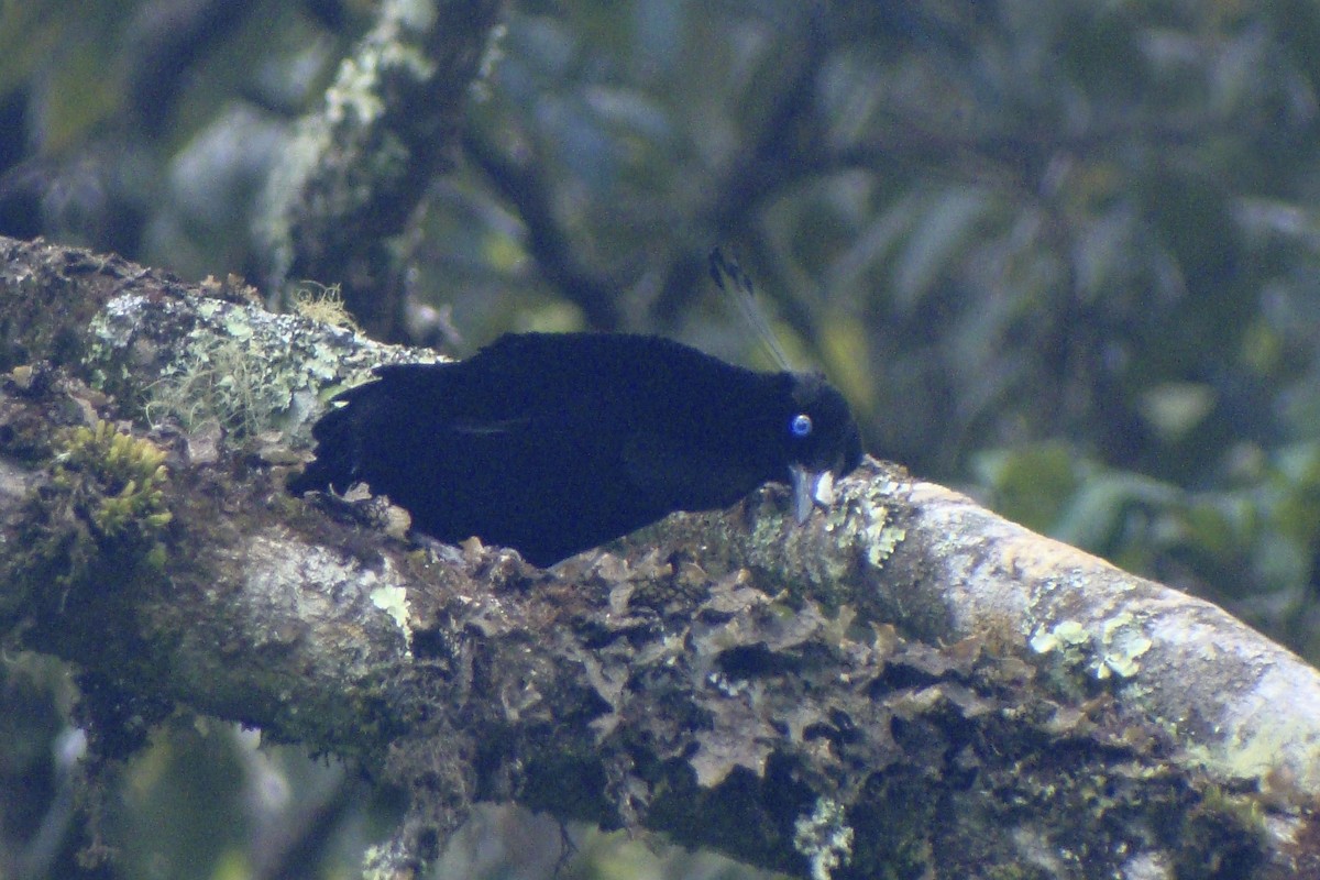 Lawes's Parotia - ML643906393
