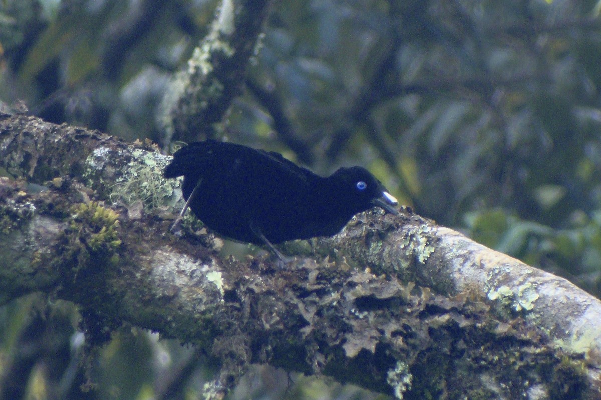 Lawes's Parotia - ML643906394