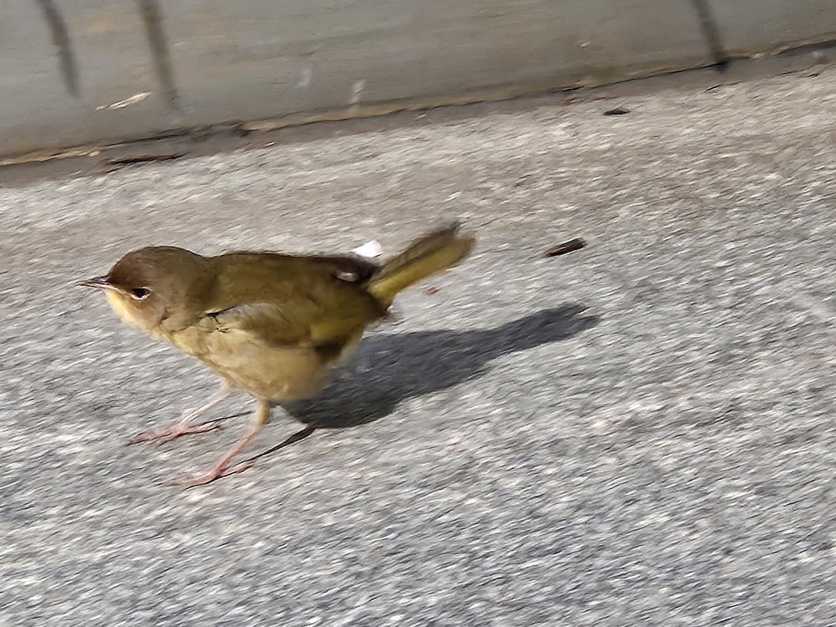 Common Yellowthroat - ML643906411