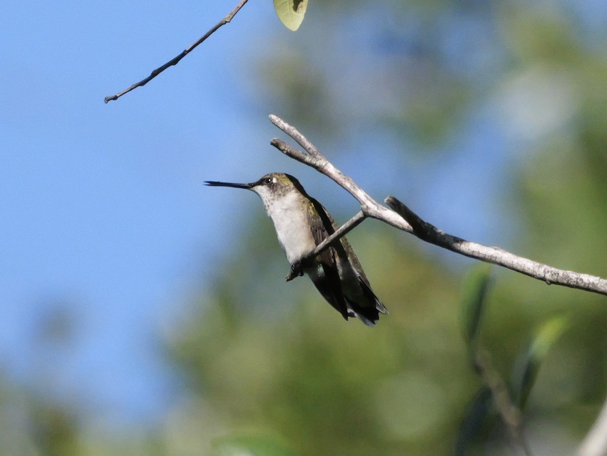 Colibri à gorge rubis - ML643906413