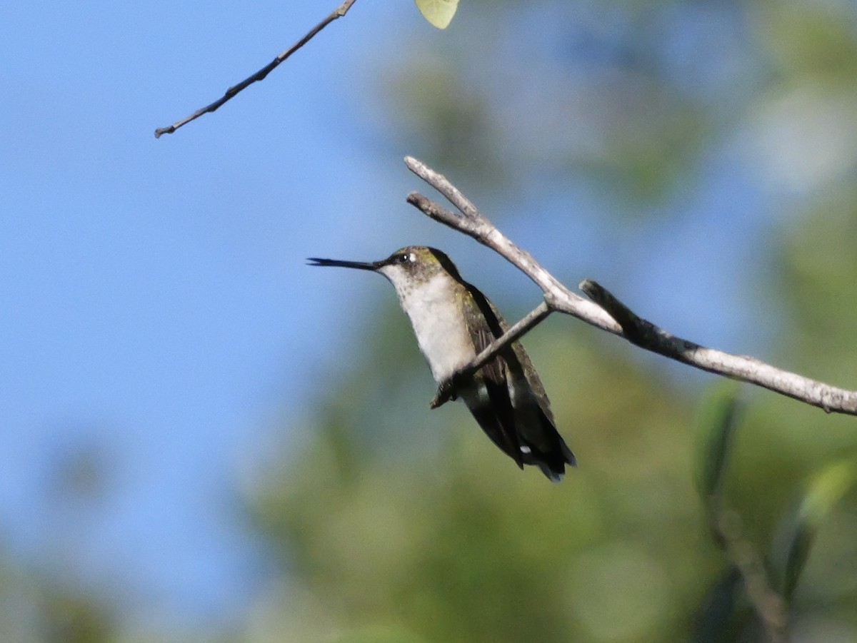 Colibri à gorge rubis - ML643906415