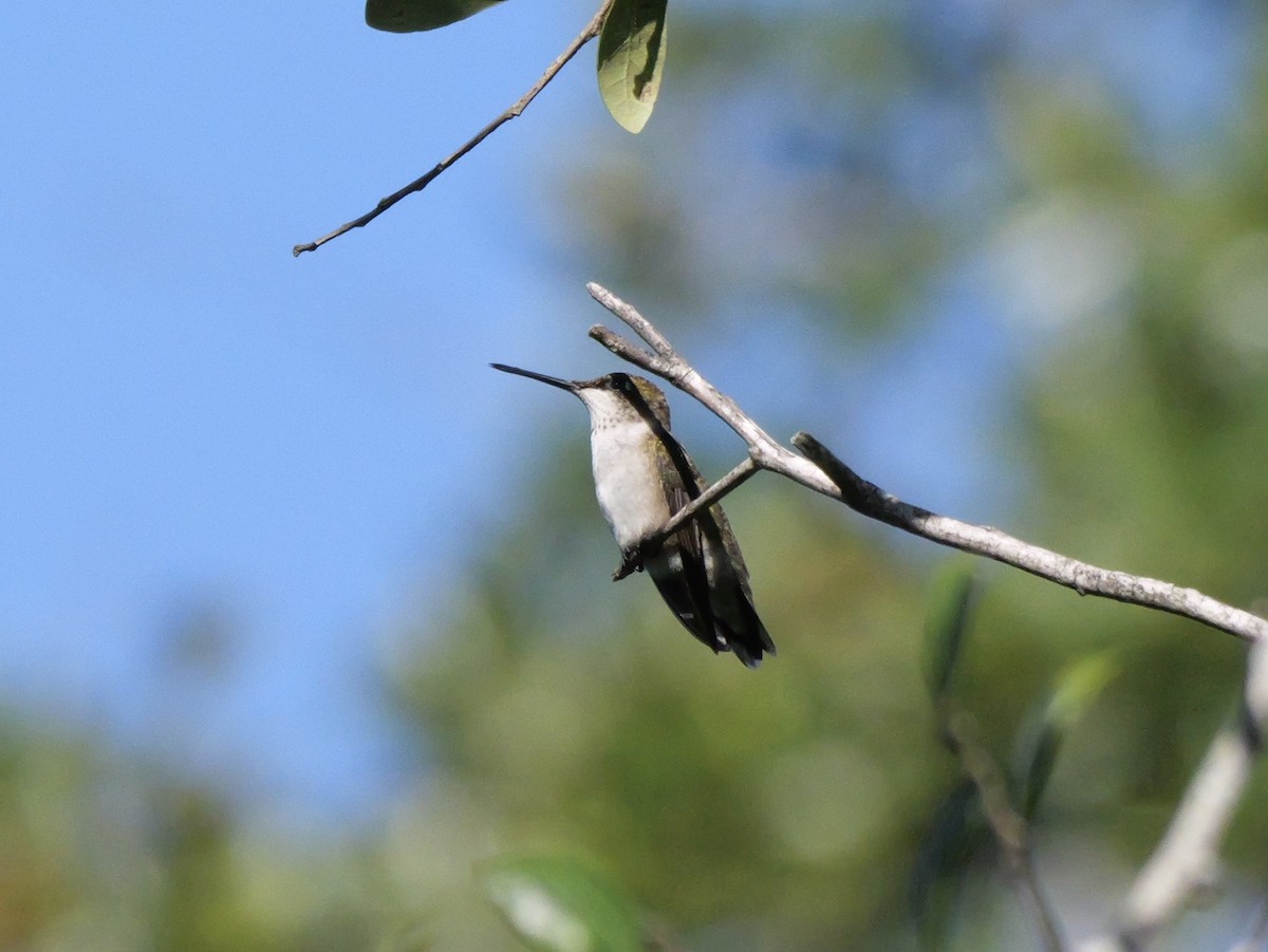 Colibri à gorge rubis - ML643906416