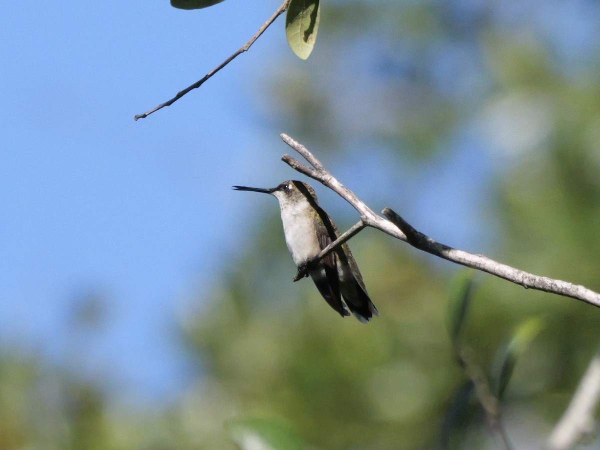 Colibri à gorge rubis - ML643906417