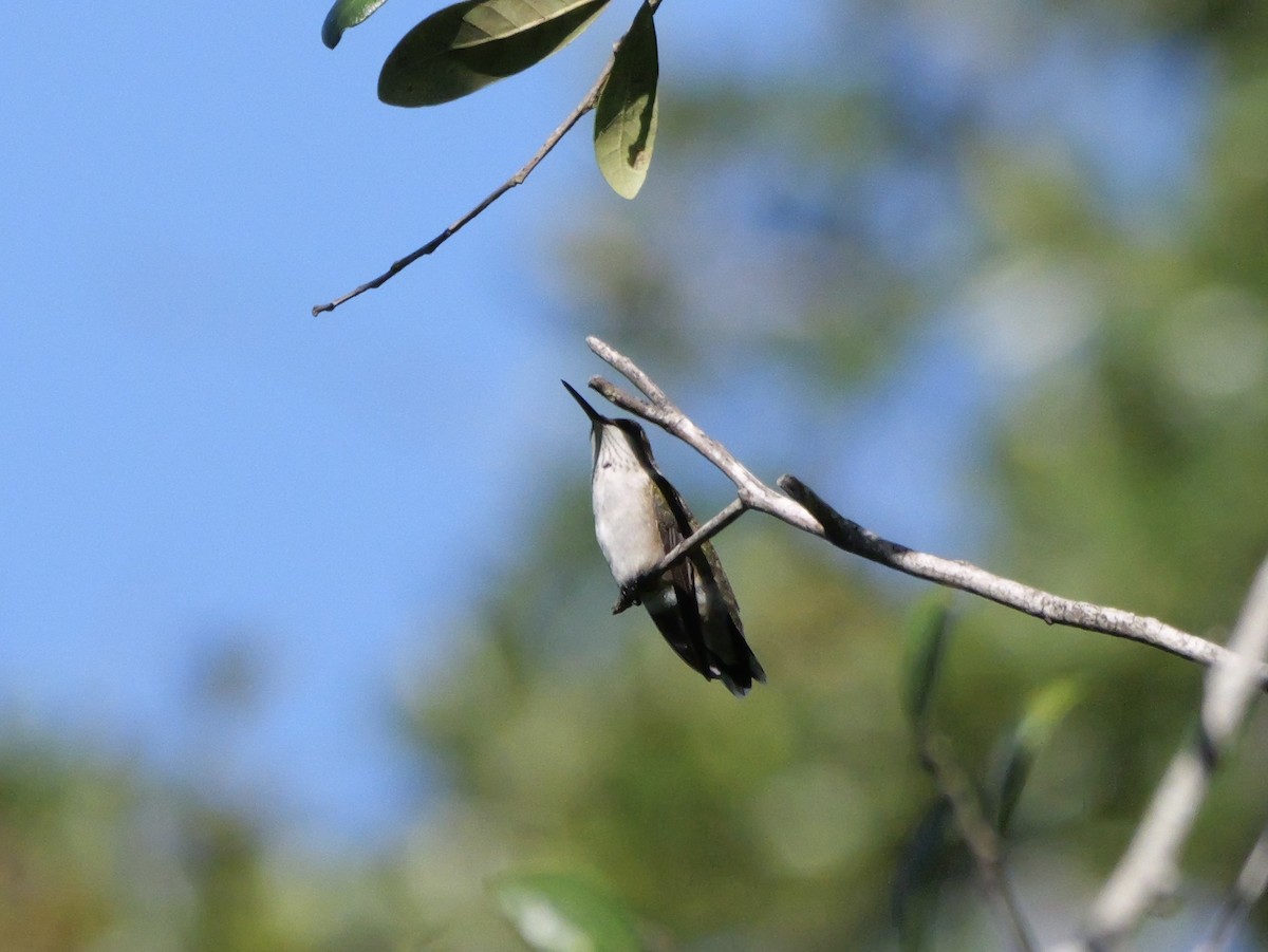 Colibri à gorge rubis - ML643906418