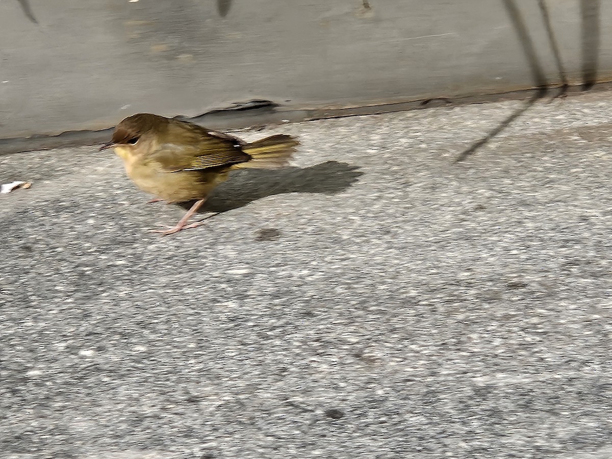 Common Yellowthroat - ML643906450