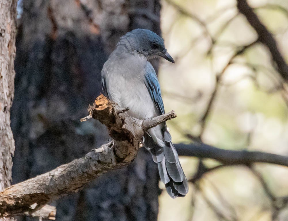Mexican Jay - ML643906451