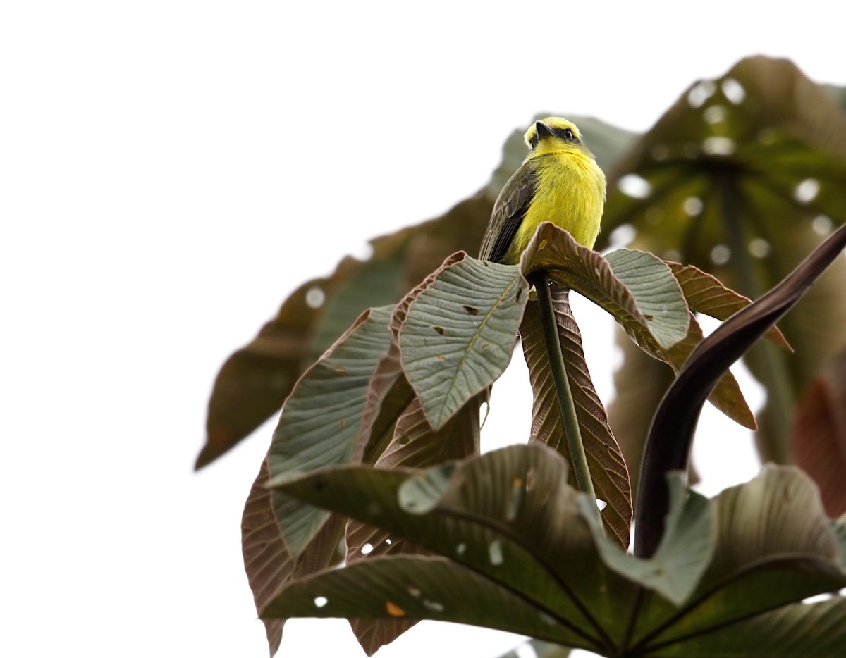 Lemon-browed Flycatcher - ML643906459