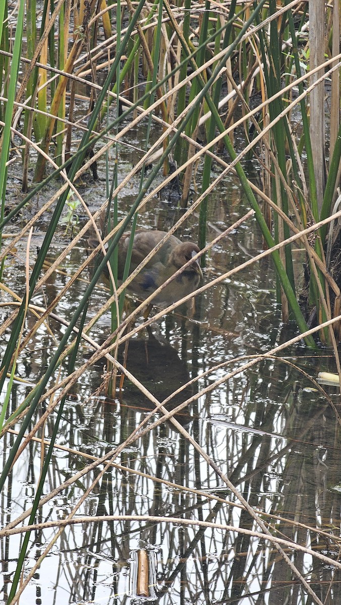 Purple Gallinule - ML643906463