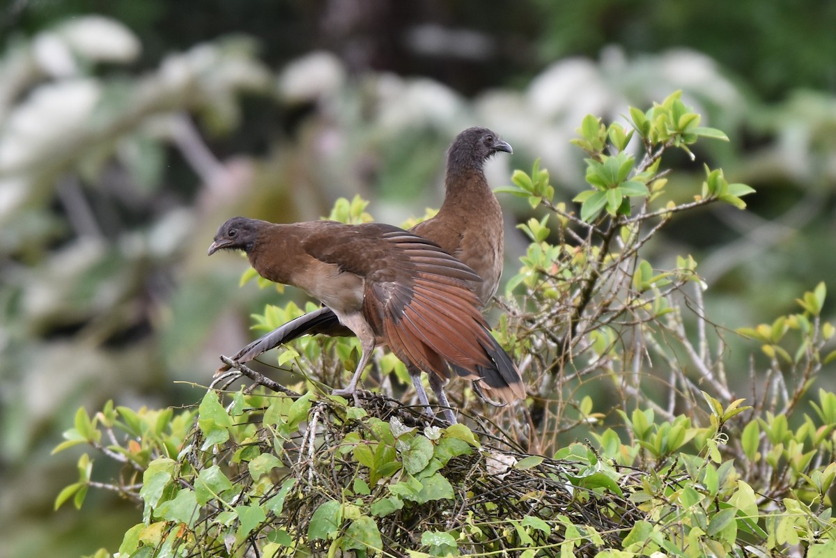 Gray-headed Chachalaca - ML643906468