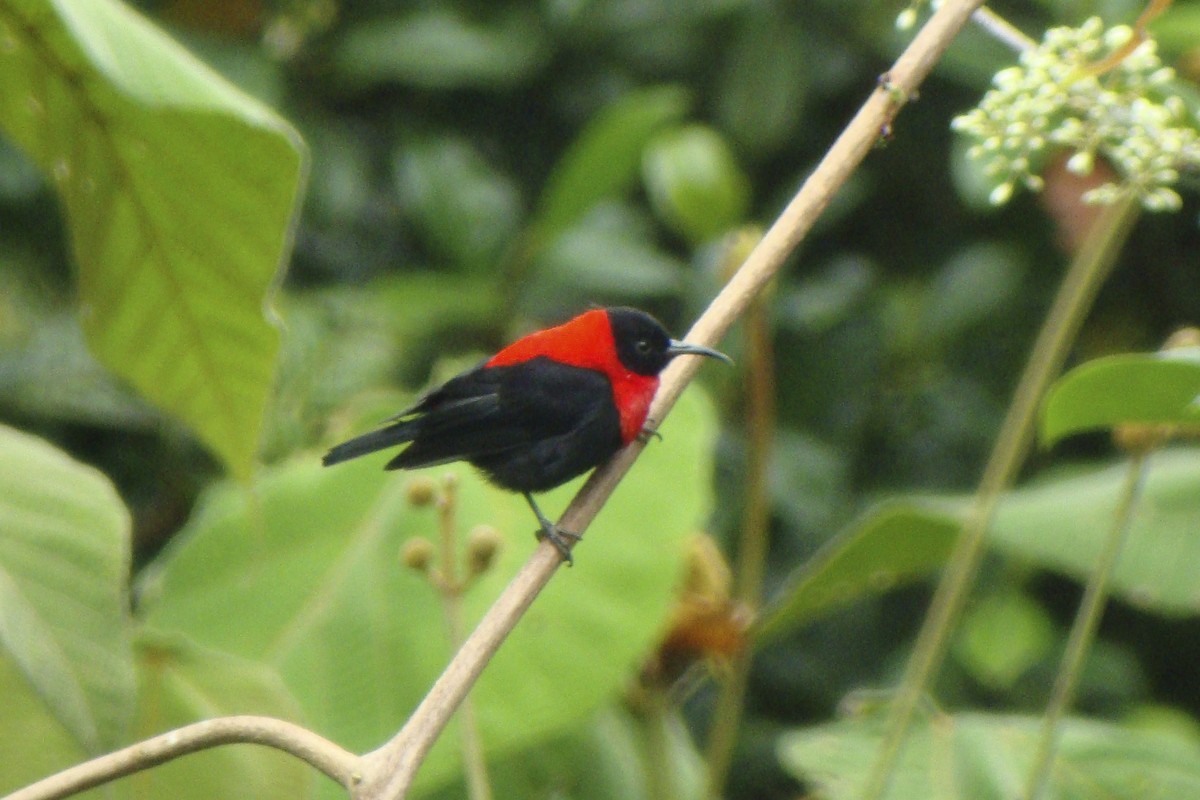Red-collared Myzomela - ML643906469