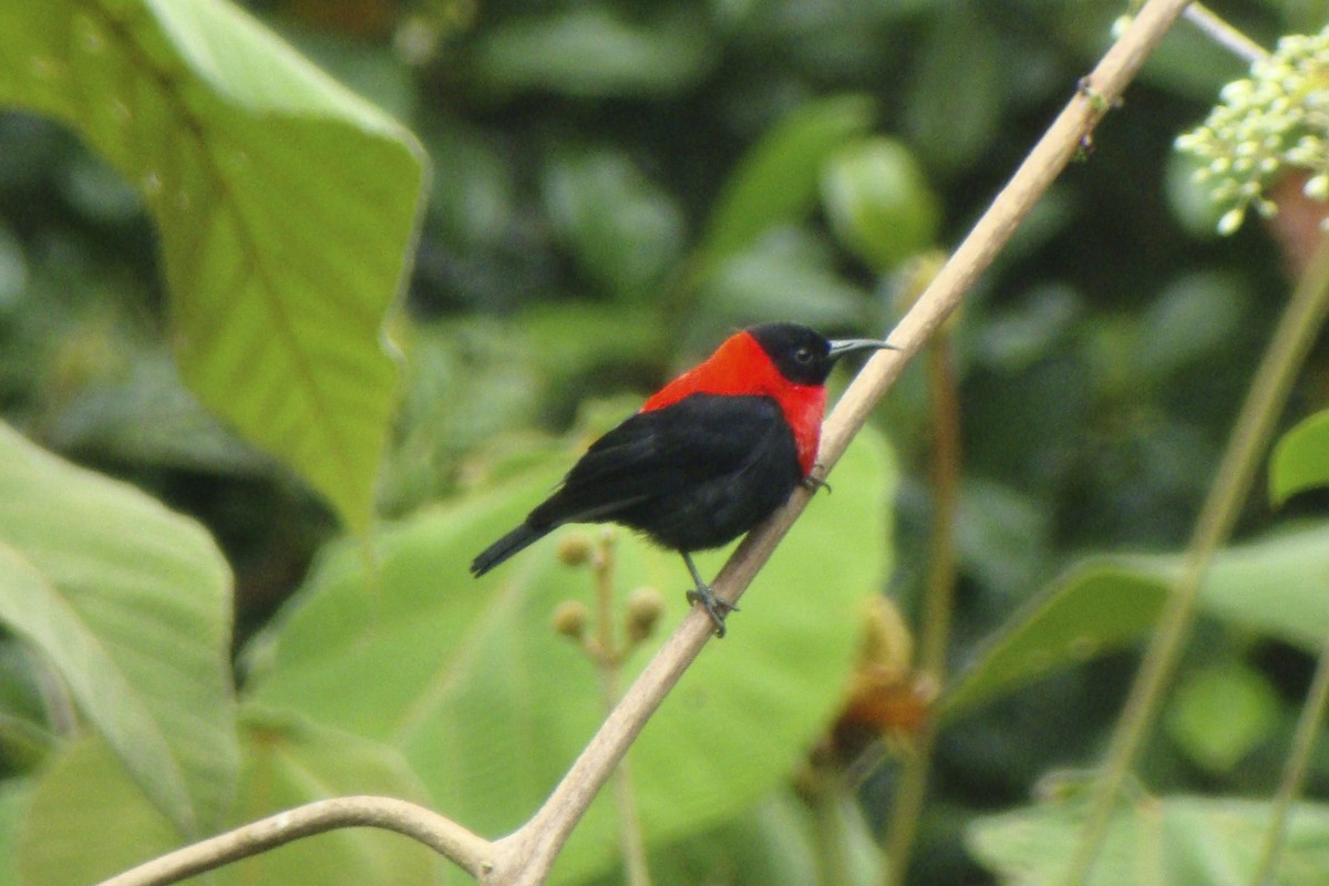 Red-collared Myzomela - ML643906470