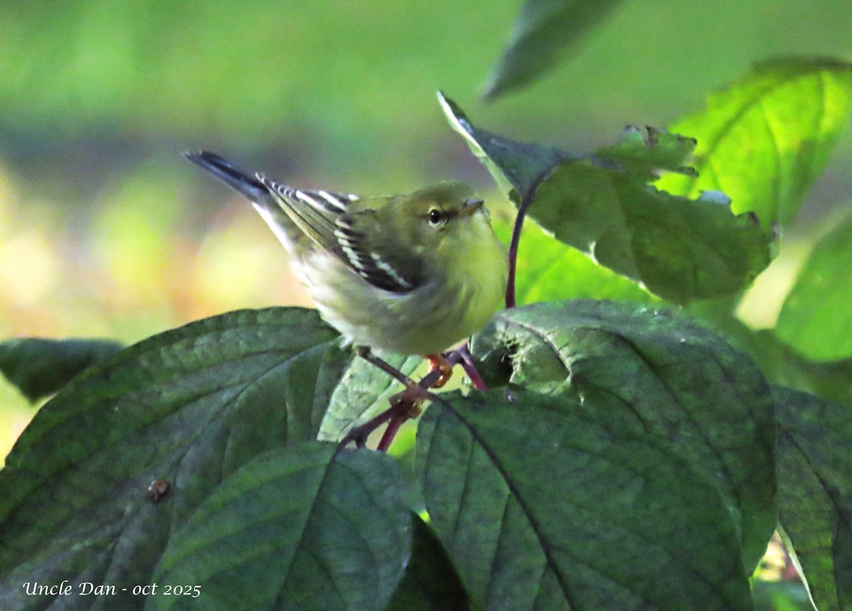 Blackpoll Warbler - ML643906480