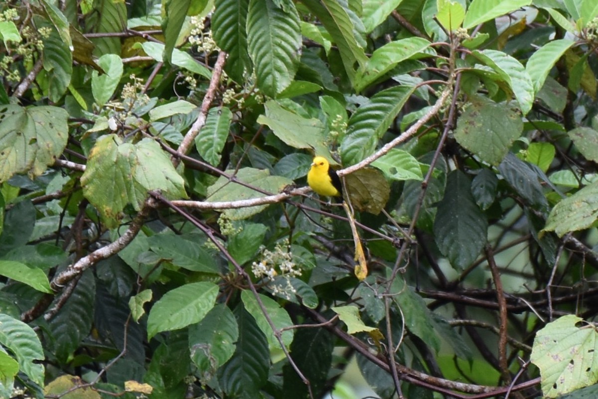 Tangara Negriamarilla - ML643906501