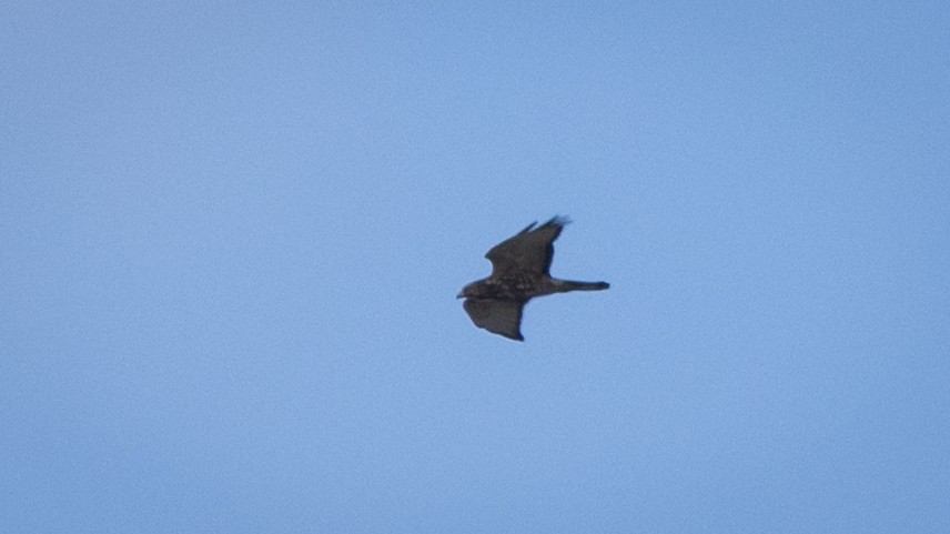 káně širokokřídlá (ssp. platypterus) - ML643906503